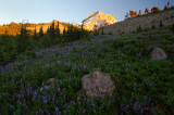 Mount Hood from WyEast Basin, evening study 1
