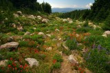 Glisan Creek Wildflowers, Study #6