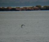 Little Gull (first-winter)