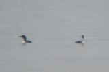 Pacific Loon (with Common)