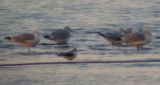 Little Gull (first-winter)