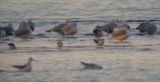 Little Gull (first-winter)