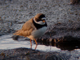 Semipalmated Plover