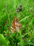 Variegated Fritillary