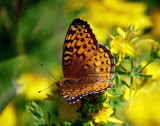 Atlantis Fritillary