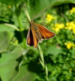 European Skipper