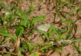 Checkered White