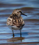 Least Sandpiper