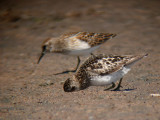 Least Sandpipers