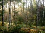 Aspen Fern Sunrise