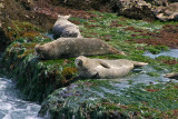 Lazy Afternoon