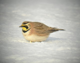 Alouette hausse-col / Horned Lark