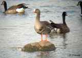 Oie rieuse / Greater white-fronted Goose