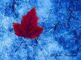 Maple Leaf on  Ice