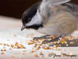 Black-capped Chickadee