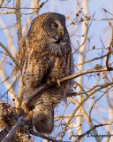 Great Gray Owl