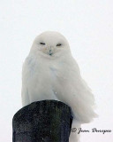  Frozen Snowy Owl