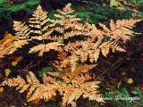 Autumn Fern