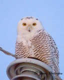 Snowy Owl ( female)