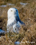 Snowy Owl