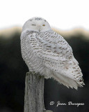 Snowy Owl  (female)