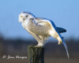 Snowy Owl