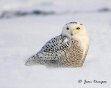 Snowy Owl