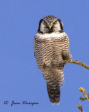 Northern Hawk Owl