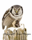 Northern Hawl Owl with prey