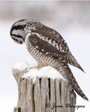 Northern Hawk Owl Prayer