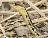 Garter Snake