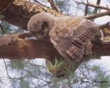 Great Horned Owlet - RIP