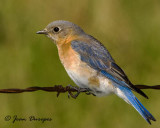 Eastern Bluebird