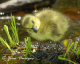 Canada Geese chick