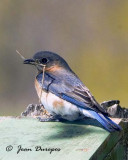 Eastern Bluebird