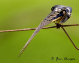 Barn Swallow