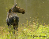 Cow Moose