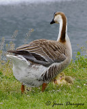 Chinese Goose and chicks