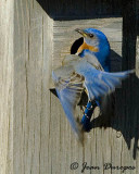 Eastern Bluebirds in action
