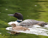 Common Loons (Breeding female and her chick)