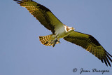 Osprey