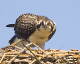 Curious Osprey juvenile