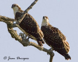 Osprey juveniles