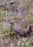 Blue Grouse (female)