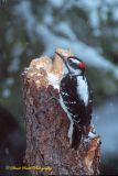 Hairy Woodpecker