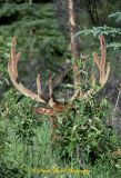 Bush with Velvet Antlers