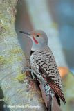 Red-Shafted Northern Flicker