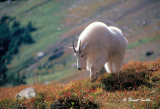 Mtn. Goat and Fall color
