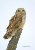 Short Eared Owl 8243