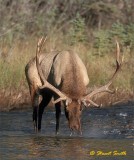 Rocky Mtn. Bull Elk drinking from river